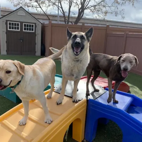 3 dogs on playground 